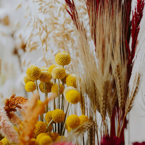 Dried Botanicals