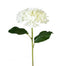21 in Mophead Hydrangea - White