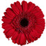 Gerber Daisy