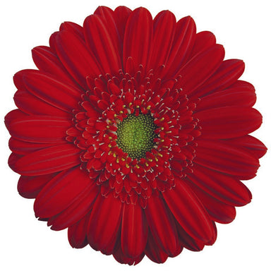 Gerbera Red Carambole