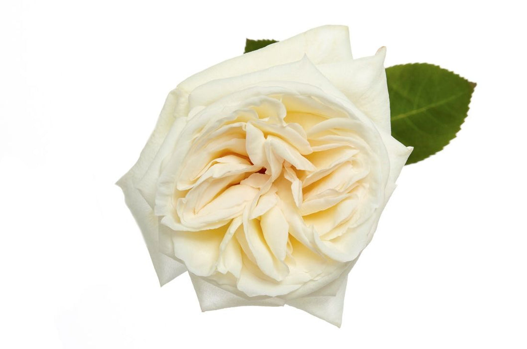 Garden Rose White O'Hara