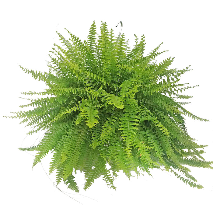 10 in Boston Fern Hanging Basket
