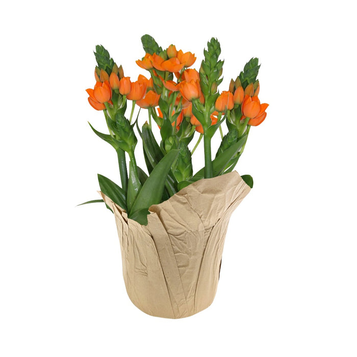 6 in Ornithogalum