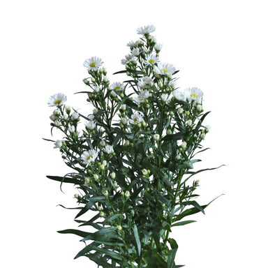 Aster White Carnival