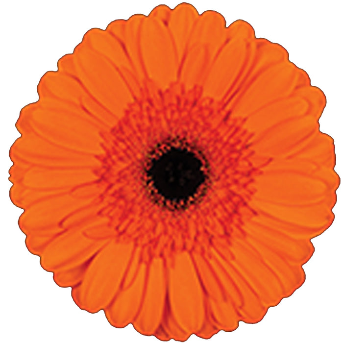 Gerber Daisy