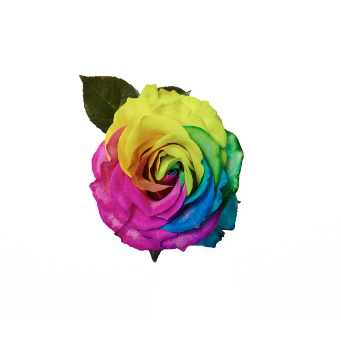 Rose 50cm Tinted Rainbow