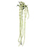 48 in Amaranth Spray - Cream