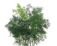 Ming Fern