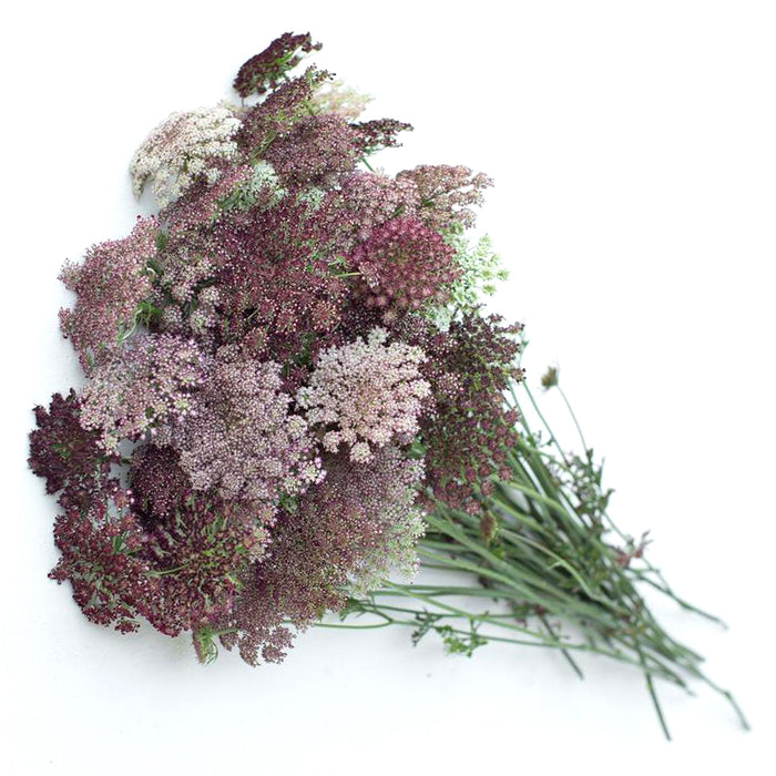 Queen Ann's Lace Chocolate
