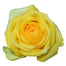 Yellow Roses