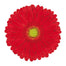 Gerbera Red Highlight