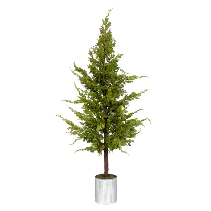 72" Pine Tree in Pot