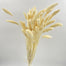 Setaria bleached