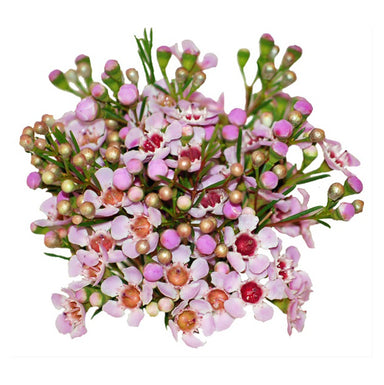 Waxflower