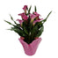 Calla Lily
