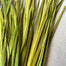 Wild Grass