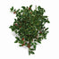 10lb Variegated Holly