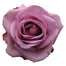 Lavender Roses