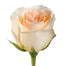 Peach Roses