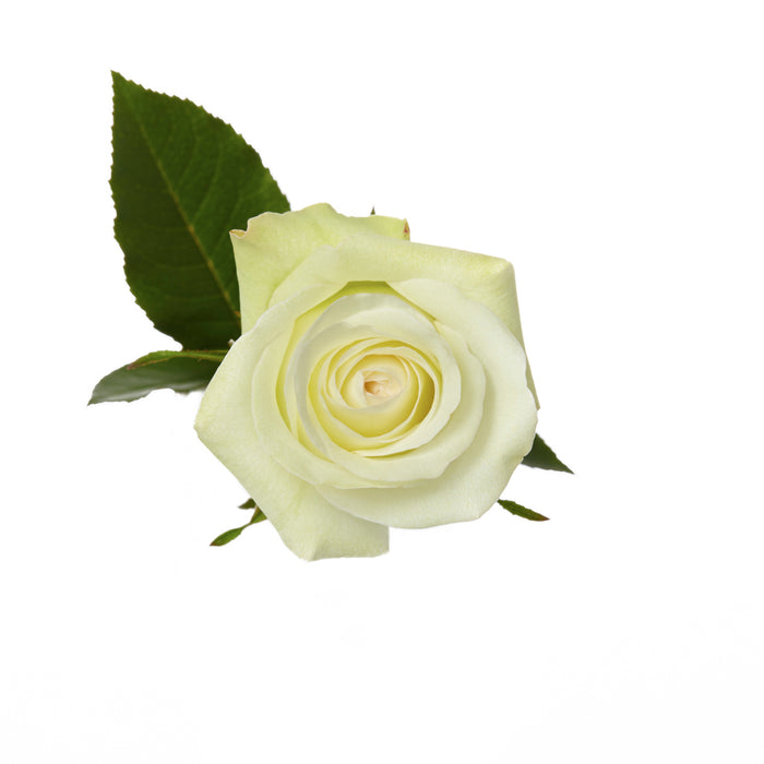 White Roses