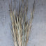 Wild Grass