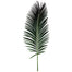 Sago Palm
