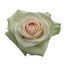 Pink Roses