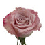 Hot Pink Roses