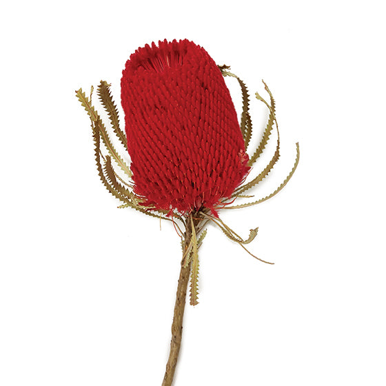 12" Red Banksia Flower Stem