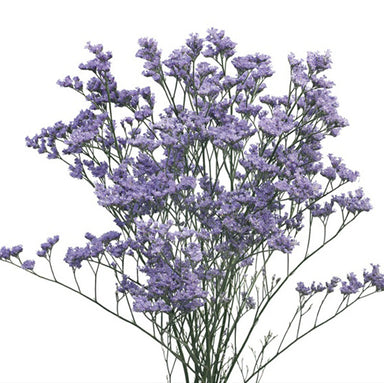 Caspia Limonium
