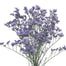 Caspia Limonium