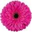 Gerber Daisy