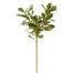 Pittosporum Spray - Green