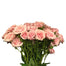 Spray Rose