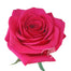 Pink Roses