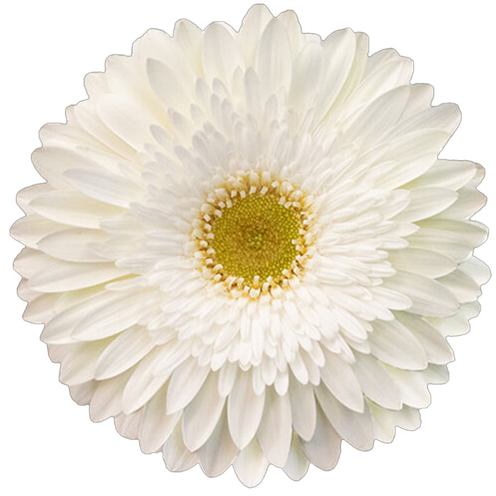 Gerber Daisy