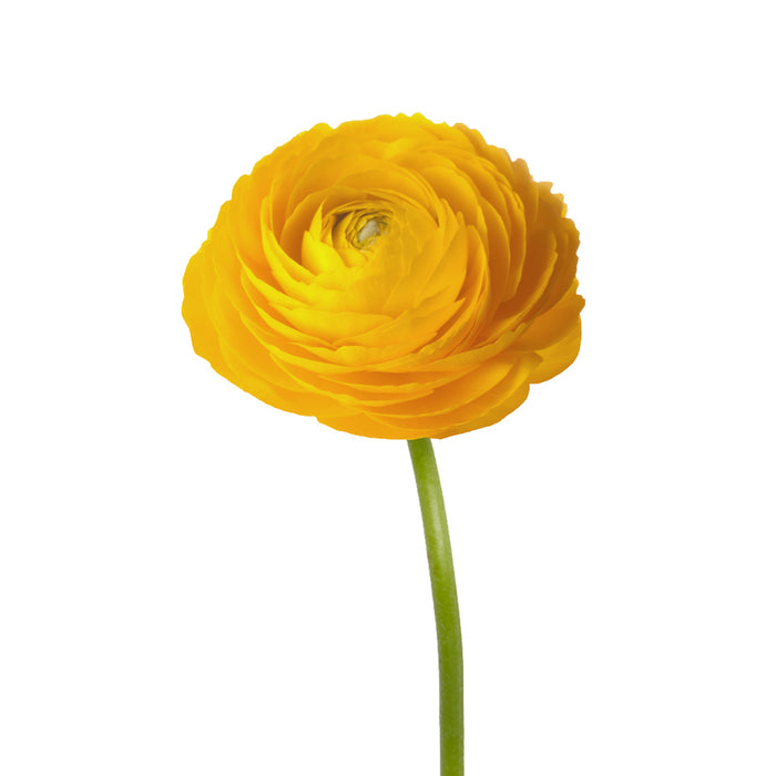 Ranunculus Yellow