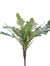 13" Staghorn Fern Bush