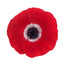 Anemone