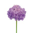 Scabiosa