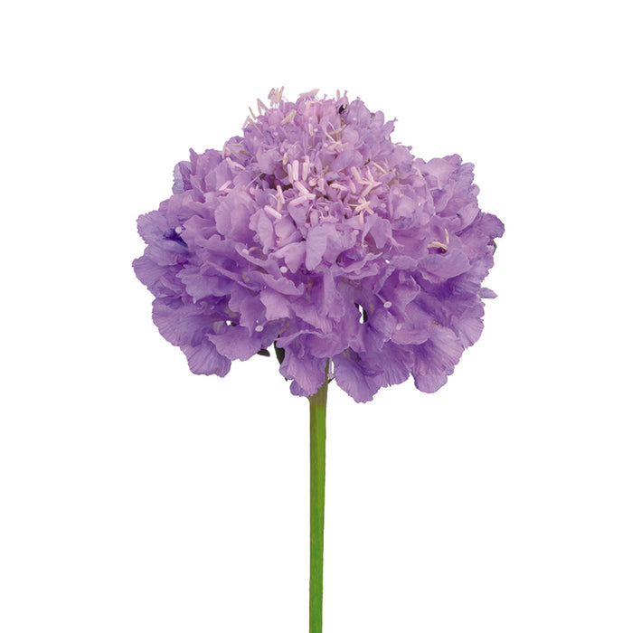 Scabiosa