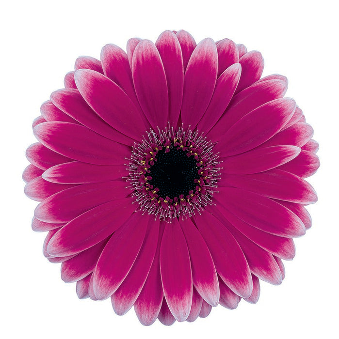 Gerbera Purple Nuance