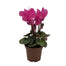 2.5 in Cyclamen Assortment