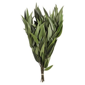 Weeping Willow Eucalyptus Green