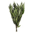 Weeping Willow Eucalyptus Green