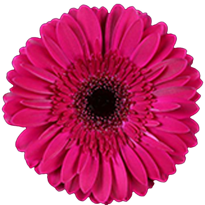 Gerber Daisy
