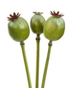 19" Poppy Pod - Green