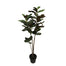 Magnolia Tree In Black Plastic Pot - Green