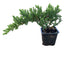 3 in Bonsai Starter Plant