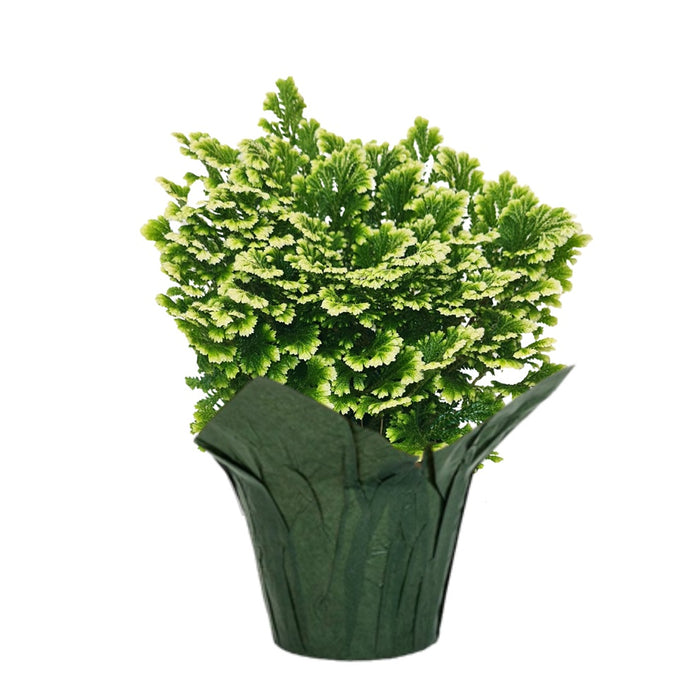 6 in Frosty Fern